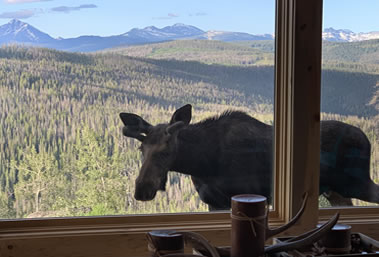 Elk, deer and Moose at Piney Cabin